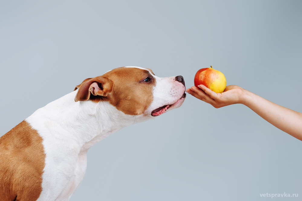 Чи їдять собаки яблука?