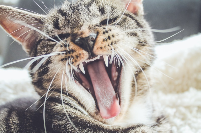 Молочні зуби у котів: все, що вам потрібно знати