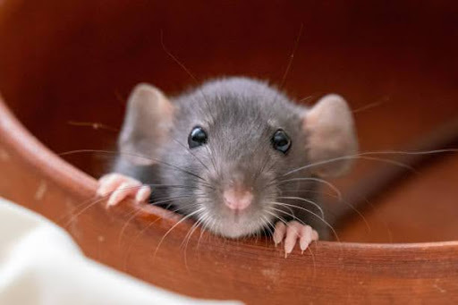Ані рудої миші: тлумачення фразеологізму