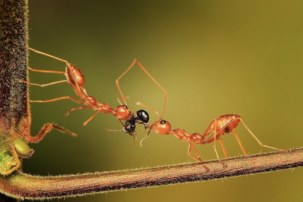 Що їдять мурахи