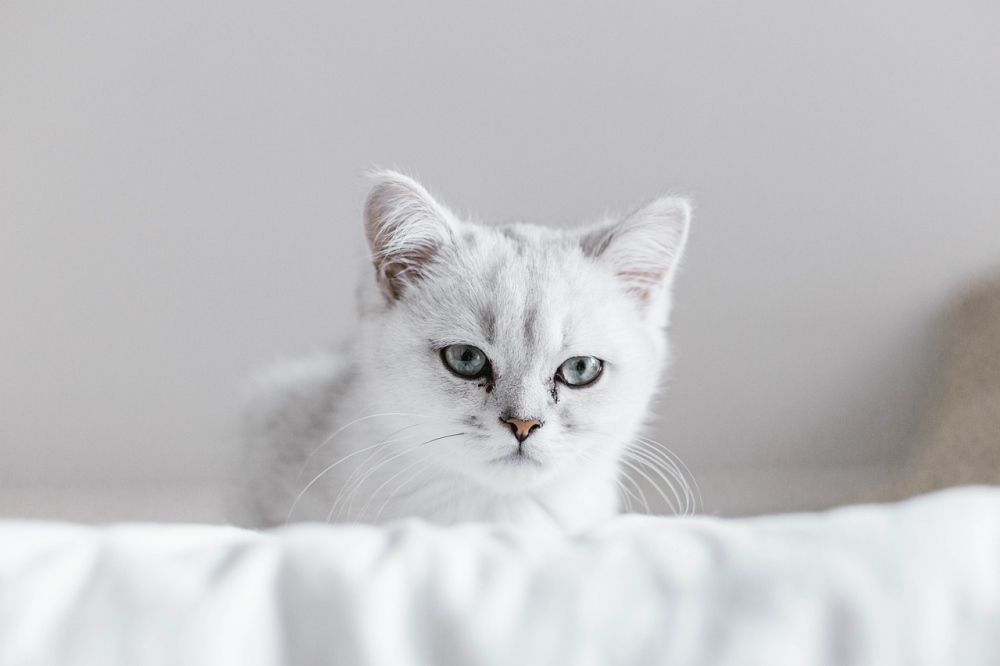 Білі коти: список порід + ФОТО