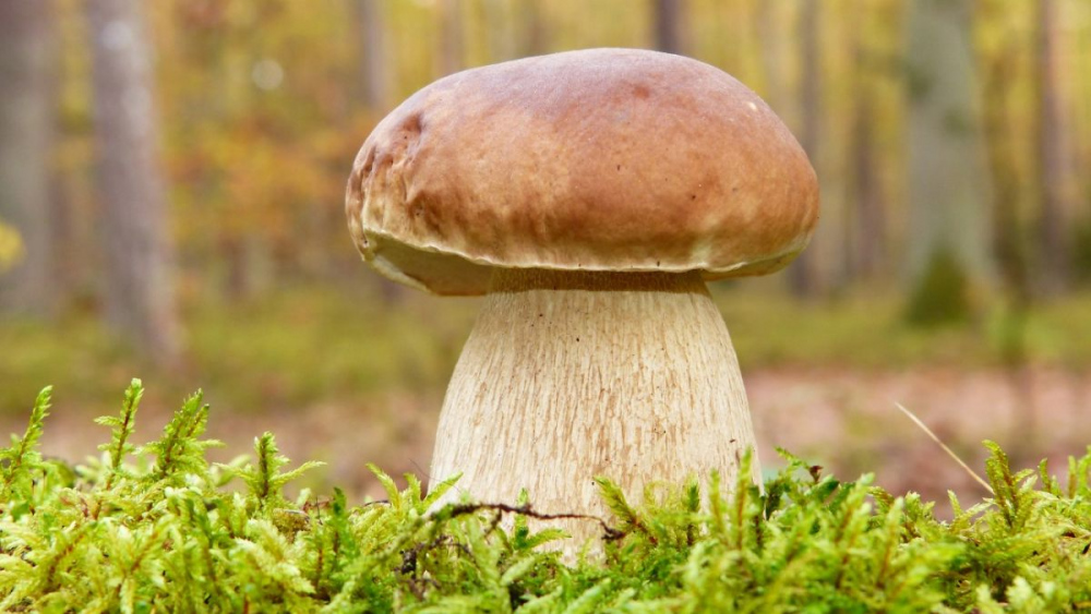 Збирати білі гриби уві сні: тлумачення по соннику