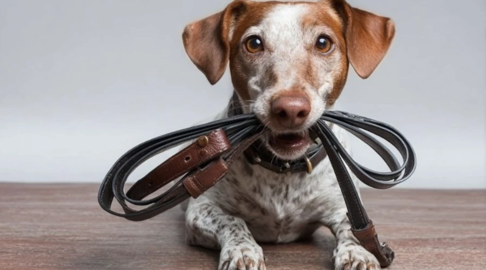 Амуніція для чотирилапого друга: практична інструкція вибору