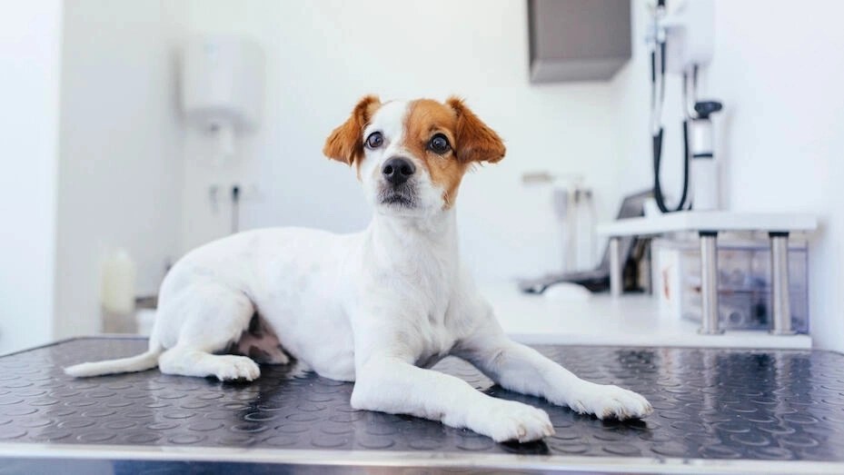 Хімічна кастрація собак